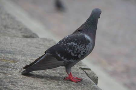 pigeon padovaの写真素材