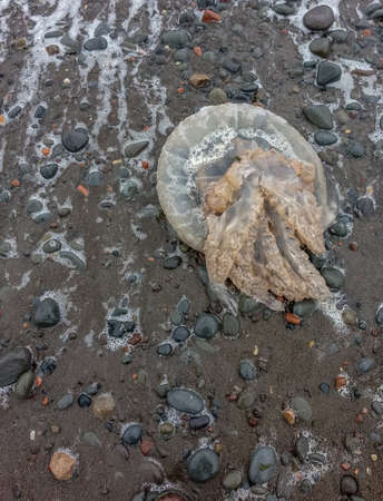 Beached jellyfishの写真素材