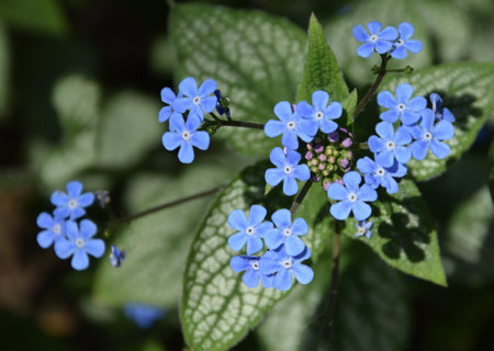 Forget-me-notの写真素材