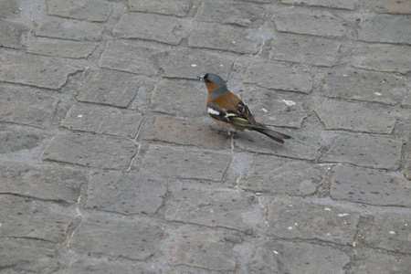 Buchfinkの写真素材