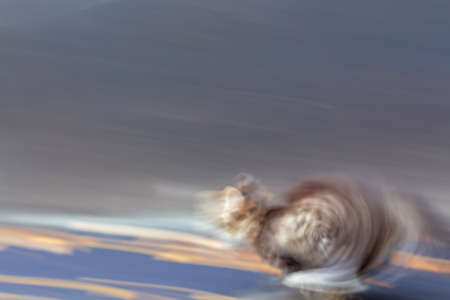 fast running cat runner in city road blurred motion. blurred background. Marathon racer. run to the...