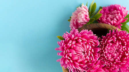 Pink aster flowers gathered in wooden bowl on blue background. Copy space. Banner fomat.の写真素材