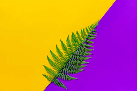Green leaf of fern divides the bright trend background diagonally into two parts.の写真素材
