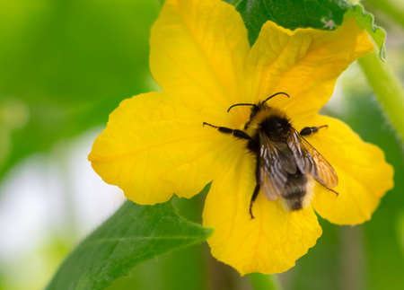 Bee pollinates cucumber plant in greenhouse. Close-up image. Garden concept.の写真素材