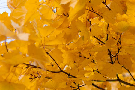 Autumn background of golden and yellow maple leaves. Selective focus.