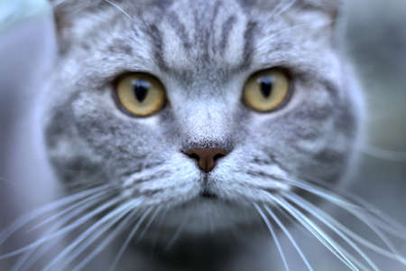 Funny portrait of gray shorthair british cat with orange eyes and increadible white whiskers. Close up. Toned image.の写真素材
