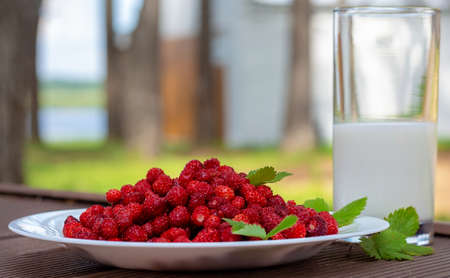 Natural nutrition without heat treatment. Wild strawberries in plate and glass of fresh milk. Vitamin breakfast.の写真素材