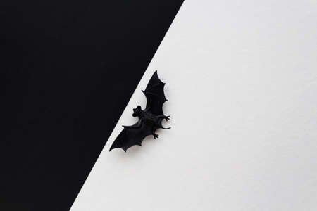 Halloween concept. Small black bat between white and black backgrounds.の写真素材