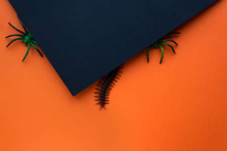 Halloween concept. Black spiders and other insects crawling out of black background.の写真素材