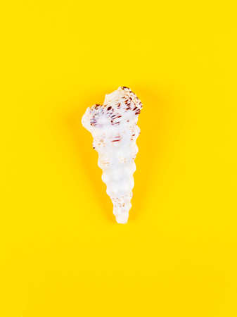 Small white sea shell on bright yellow background. Empty tropical shells clam. Vacation and summer...