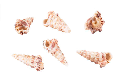 Collection of sea shells Cerithiidae from different angles. Set of empty tropical shells clam....