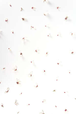 Top view photo of amazing gentle little white floral buds on light background. Alternative botanical herbal medicine concept.の写真素材