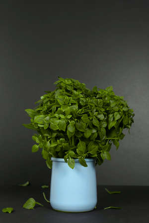 Fresh green basil bush on dark background in blue ceramic pot. Top view. Home garden florarium. Selective focus.の写真素材