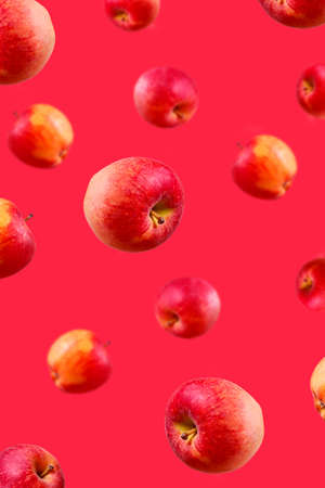 Large ripe red apples falling from top to bottom on monochrome pink. Open composition. Close-up. Blurred perspective.の写真素材