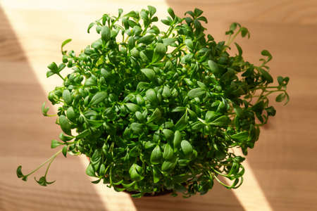 Microgreens sprouts in pot. Home plant and fresh herbs. Vegan and healthy eating and green living...