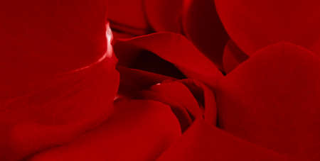 Luxurious dark red petals. Close up. Banner format. Romantic background for invitation. Valentine's...