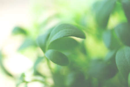 Blurred greenery at home background. Microgreens sprouts. Macro photo of florarium. Gardening concept. Green plants nature backdrop. Ecology concept.の写真素材