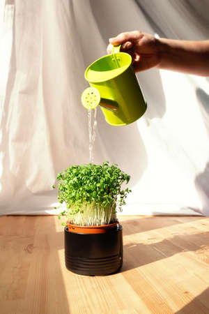 Unrecognizable person pours microgreens in ceramic pot from green watering. Green living concept. Organic food. Greenery on wooden windowsill.の写真素材