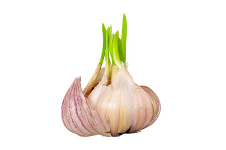Garlic head with green sprouts. Whole sprouting garlic clove isolated on white background. As symbol...