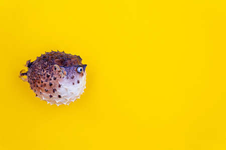 Hedgehog fish on vivid yellow background. Copy space. Close-up. Lose weight for summer concept. Take off belly fat. Can be used as symbol of flatulence and bloating,の写真素材
