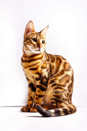 Amazing young bengal cat sitting on white background.の写真素材
