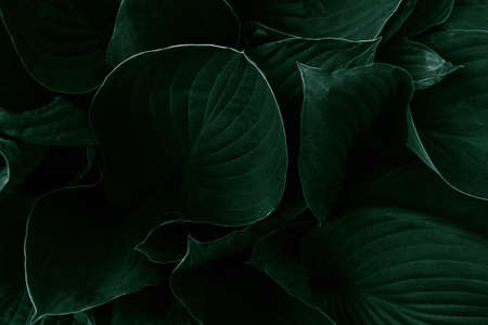 Gloomy dark green large leaves background. Top view. Close up. Natural background and eco concept.の写真素材