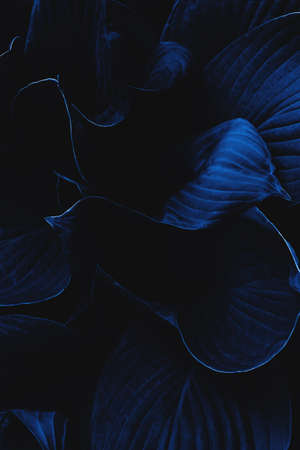 Gloomy dark blue large leaves background. Top view. Close up. Natural background and eco concept. Vertical format.の写真素材