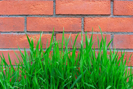 Fresh green grass growing on background of red brick wall. Fight for survival. Summer on your own balcony. Garden in small apartment.の写真素材