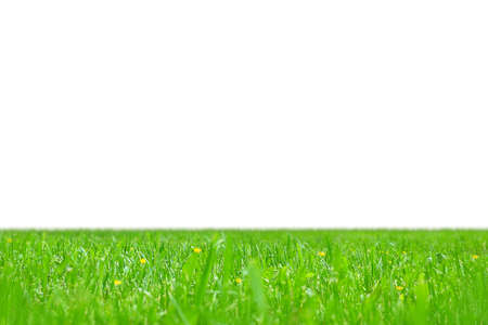 Isolated om white fresh green lawn with small yellow flowers. Selective focus and blurred skyline.