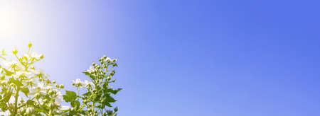 Garden blackberry flowers on blue sky background. Banner format. Sunshine. Flowering season of fruit...