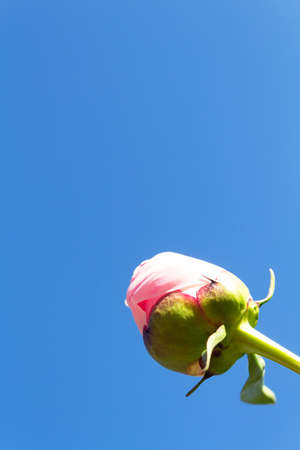 Pink peony bud on blue sky. Symbol of new life and new hopes. Copy space on top.の写真素材