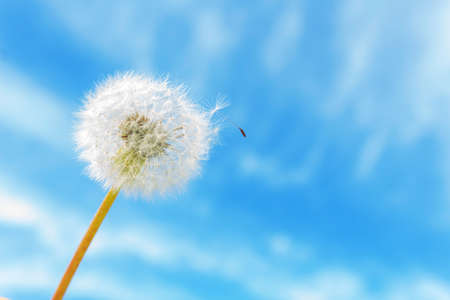 Dandelion on clear blu sky background with one seed. Copy space. Sunny summer day. Blowing away in the wind.の写真素材