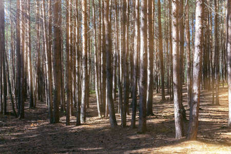 Pine forest early morning with sun rays. Summer sunrise. Rays of sun penetrate through the crowns of...