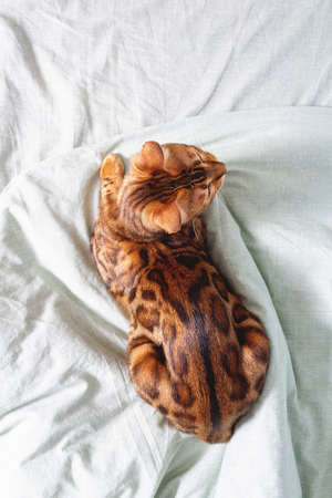 Amazing bengal cat resting on bed. Top view of unique spotted domestic cat looking to the right....