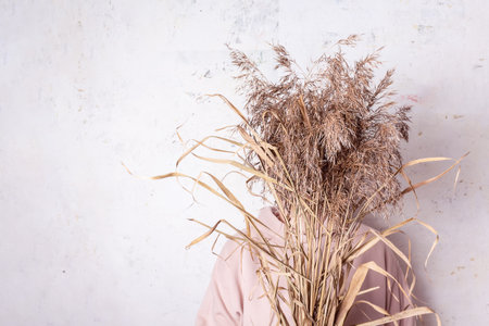 Pampas grass in womans hands. Cortaderia selloana. Faceless woman in pink dress against abstract wall with champagne color dried flowers. Copy space.の写真素材