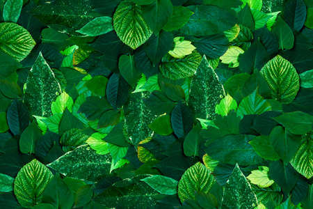 Amazing green fresh leaves template. Nature background. Eco concept. Minimal nature concept.