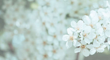 Amazing white bird cherry blossoms on branches. Close-up and shallow depth of field. Green leaves...