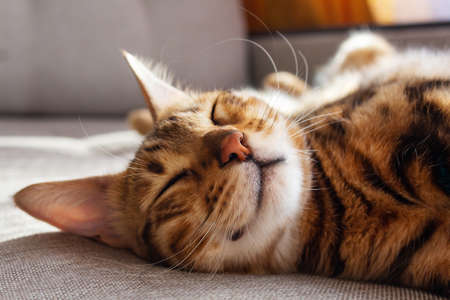 Bengal cat lying on sofa and smiling.の写真素材