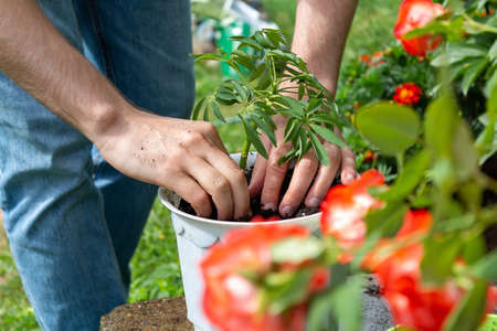 Young farmer plants plant in white pot.