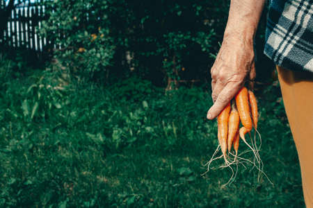 Carrots harvest in very old womans hand.の写真素材