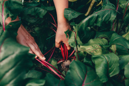 Hands with beet during harvesting on farm.