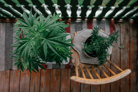 Cannabis marihuana plant on balcony. Top view.の写真素材