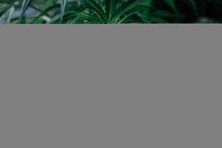 Cannabis plant close up. Dark green leafs.の写真素材
