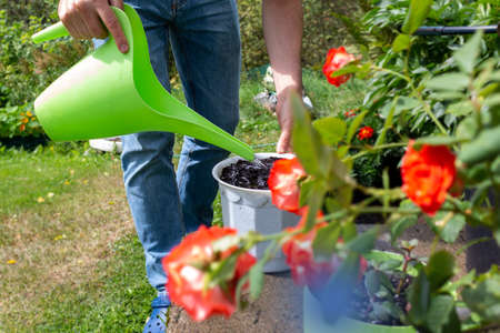 Young farmer plants plant in white pot.