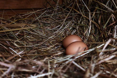 Two chicken brown eggs in hay in wooden coop. Fresh chicken eggs from ginger birds. Natural farming...