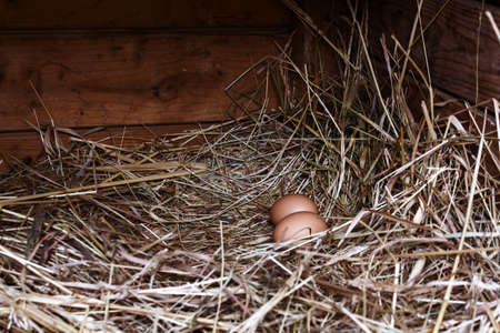 Two chicken brown eggs in hay in wooden coop. Fresh chicken eggs from ginger birds. Natural farming on the farm. Eco products. Poultry farming.の写真素材