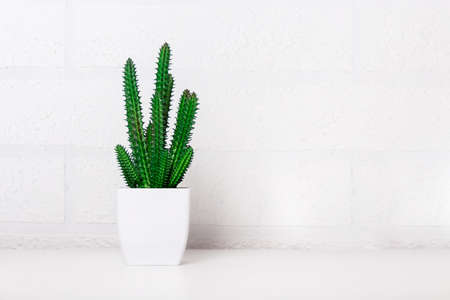 Artificial green cactus in white plastic pot. Close-up. Mock-up. Fake plant. Right copy space. White...
