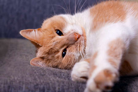 Funny red cat lying on sofa and relaxing. Resting cat on gray couch. Red and white domestic cat is pampered. Looking to the camera. Focus on eyes.の写真素材