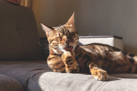 Amazing bengal cat luing on couch and washing. Domestic cat. Spotted bengal cat washing face with paw. Ideal kitten life.の写真素材