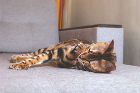 Amazing bengal cat luing on couch and washing. Domestic cat. Spotted bengal cat washing face with paw. Ideal kitten life.の写真素材